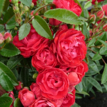 Trandafir pitic rosu (Rosa miniature Red), arbust ornamental, planta parfumata, flori rosu