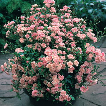 Trandafir pitic roz (Rosa The Fairy) ghiveci 2 l, planta ornamentala, planta parfumata, flori roz - Img 2