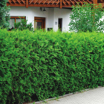 Tuia brabant (Thuja occ. Brabant) 140-160 cm, planta gard viu, vesnic verde - Img 2