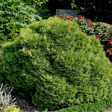 Tuia glob (Thuja occ. Danica) 20 cm, vesnic verde, conifer ornamental