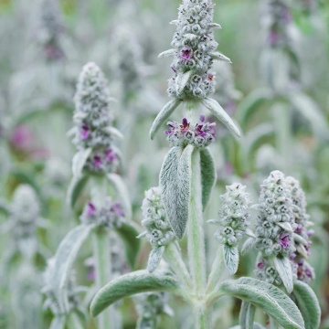 Urechi de iepure (Stachys byzantina) ghiveci 2 l