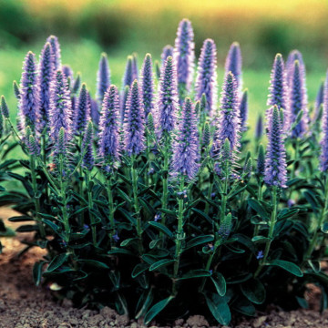 Veronica albastra (Veronica spicata Nana Blauteppich), planta perena, flori albastru - Img 2