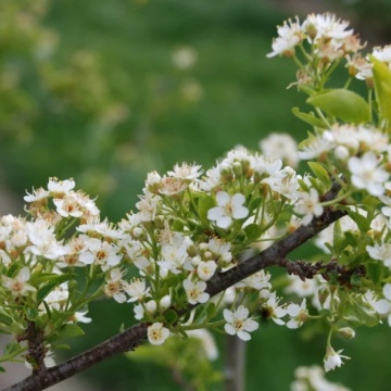 Visin Turcesc (Prunus Mahaleb) - Img 2