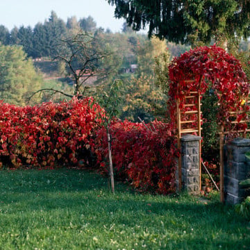Vita japoneza (Parthenocissus tricuspidata Veitchii), planta gard viu, planta cataratoare - Img 2