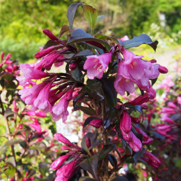 Weigela purpurie (Weigela florida Nana Purpurea) 20-30 cm, planta ornamentala, flori roz