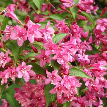 Weigela rosie (Weigela florida Bristol Ruby) 30-50 cm - Img 3