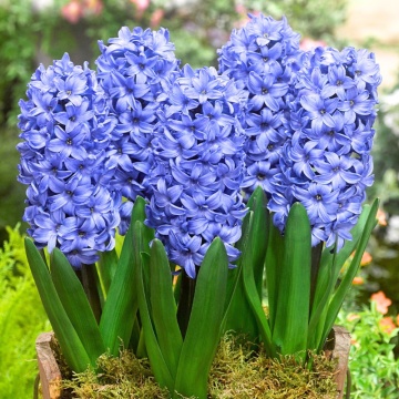 Zambile albastre (Hyacinthus Delfts blue), bulbi zambile, flori albastru - Img 2