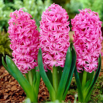 Zambile roz (Hyacinthus Pink pearl), bulbi zambile, flori roz - Img 2