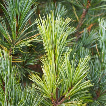 Zambru (Pinus cembra), vesnic verde, conifer ornamental - Img 3