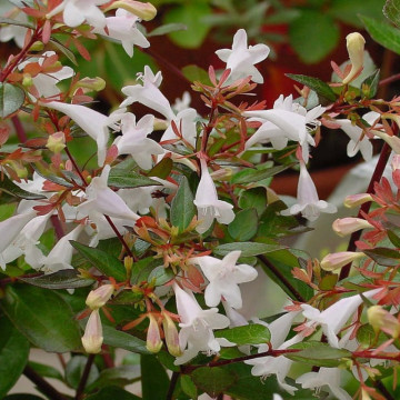 Abelia grandiflora, arbust ornamental, flori alb, roz - Img 2