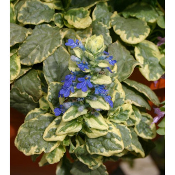 Ajuga (Ajuga reptans Variegata) - Img 2