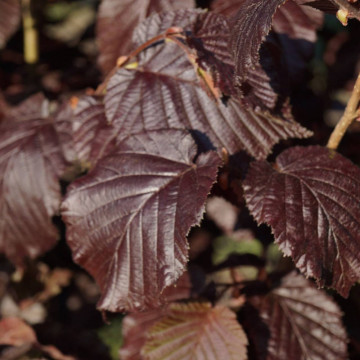 Alun rosu (Corylus maxima Purpurea), planta gard viu, planta fructifera, frunzis rosu - Img 6