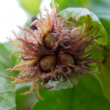 Alun turcesc (Corylus colurna) 130-160 cm, planta fructifera