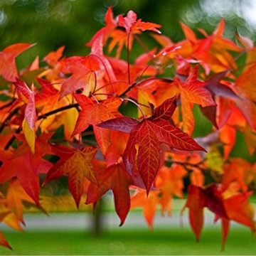 Arborele crocodil (Liquidambar styraciflua), arbore ornamental - Img 4