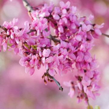 Arborele de Iudeea (Cercis siliquastrum), arbore ornamental, flori roz