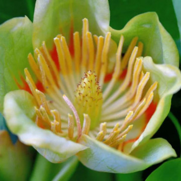Arborele de lalea (Liriodendron tulipifera) 130-150 cm, arbore ornamental, flori galbene - Img 3