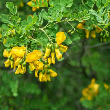 Arborele de mazare (Caragana arborescens) 120-150 cm, arbust ornamental, planta melifera, flori galbene - Img 3