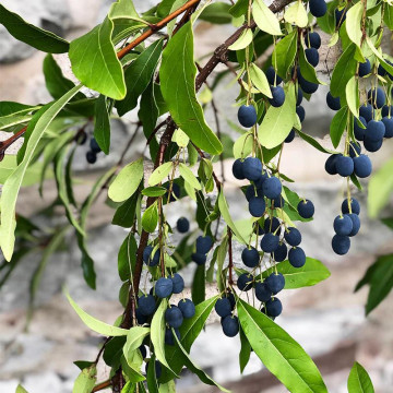 Arborele zapezii (Chionanthus virginicus), arbust ornamental, planta parfumata, flori alb - Img 4