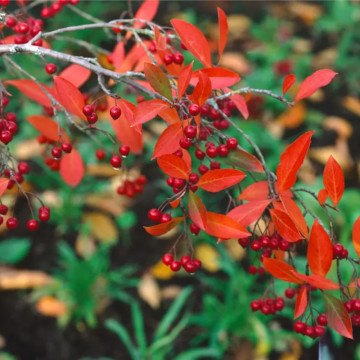 Aronia Briliant (Aronia arbutifolia Brilliant), planta gard viu, arbust fructifer, planta medicinala