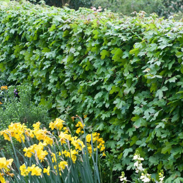 Artar de camp (Acer campestre), planta gard viu, arbore ornamental, planta melifera