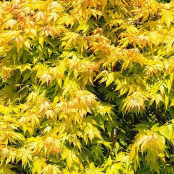 Artar japonez portocaliu (Acer palmatum Orange Dream), arbust ornamental, gradina japoneza, frunzis galben - Img 4