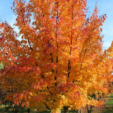 Artar rosu (Acer rubrum) 60-90 cm, arbore ornamental, frunzis verde-rosu - Img 2