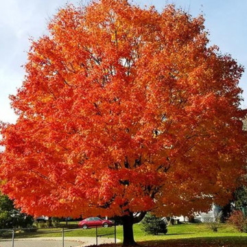 Artar rosu (Acer rubrum October Glory), arbore ornamental, frunzis verde-rosu - Img 4