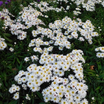 ASTER KRISTINA - STELUTE DE TOAMNA, planta perena, flori alb