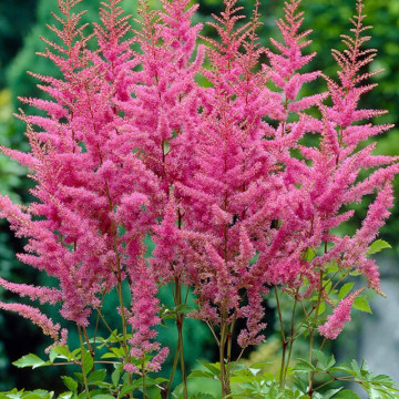 Astilbe Amerika, planta perena
