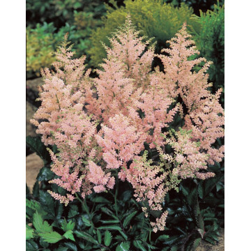 Astilbe (Astilbe Europa), planta perena, flori roz