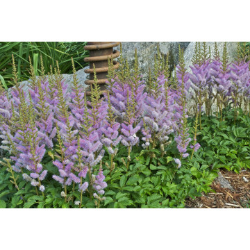 Astilbe pitic (Astilbe pumila), planta perena, flori alb