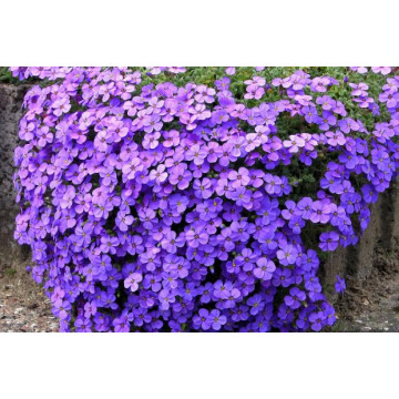 Aubrieta deltoidea Cascade purple, planta perena, flori mov - Img 2