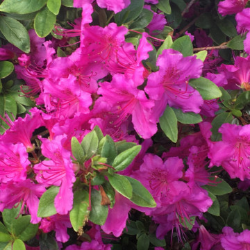 Azalee violet (Rhododendron Konigstein), vesnic verde, arbust ornamental - Img 2