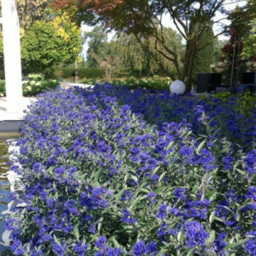 Barbă albastră (Caryopteris cland heavenly blue), arbust ornamental, planta melifera - Img 2