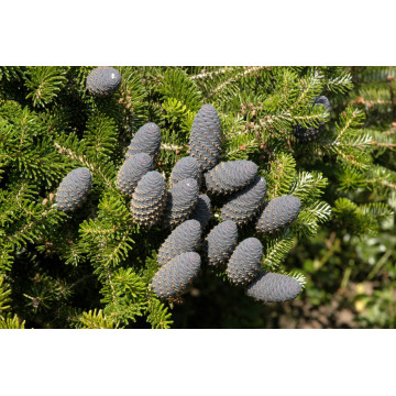 Brad corean (Abies koreana) 80-120 cm, vesnic verde, conifer ornamental - Img 2