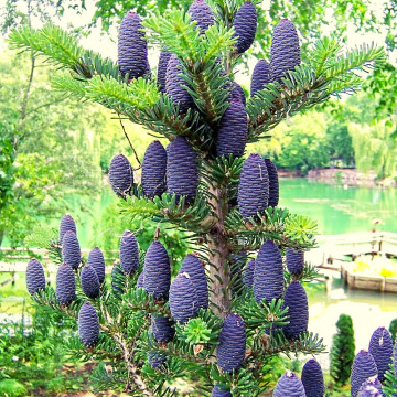Brad corean (Abies koreana) ghiveci, vesnic verde, conifer ornamental