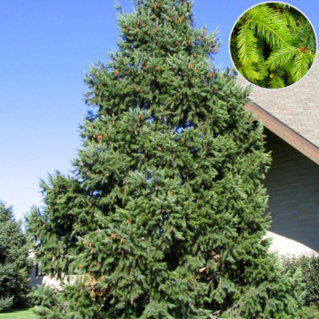 Brad douglas (Pseudotsuga menziesii), vesnic verde, conifer ornamental