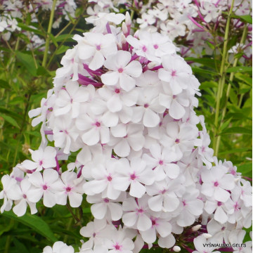 Brumarele albe (Phlox (p) 'Nirvana') - Img 2