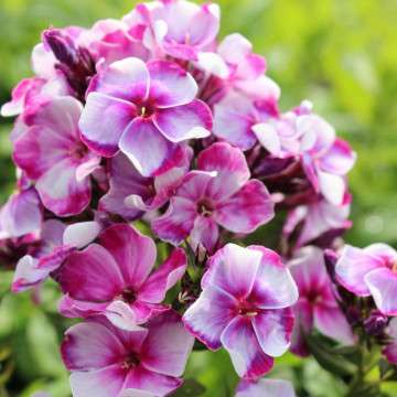 Brumarele (Phlox Neon flare blue), planta perena, planta parfumata, flori albastru - Img 2
