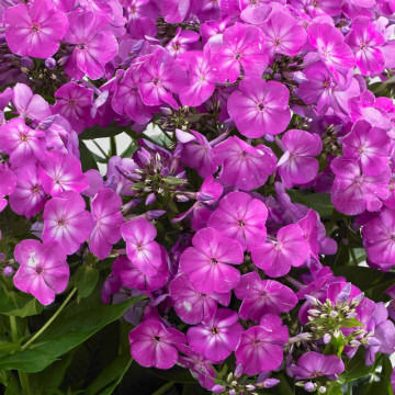 Brumarele (Phlox paniculata Famous Purple), planta cu flori, planta parfumata, flori mov - Img 3