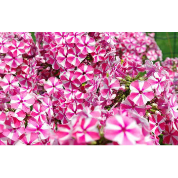 Brumarele (Phlox 'Peppermint twist'), planta perena, planta parfumata, flori alb, roz - Img 2