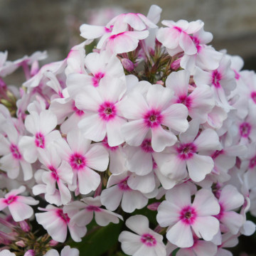 Brumarele, phlox (Phlox paniculata Flame White Eye), planta perena, planta parfumata, flori alb - roz - Img 2
