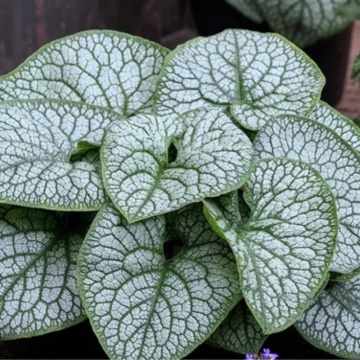 Brunera (Brunnera macrophylla mega heart), planta acoperitoare de sol, frunzis argintiu