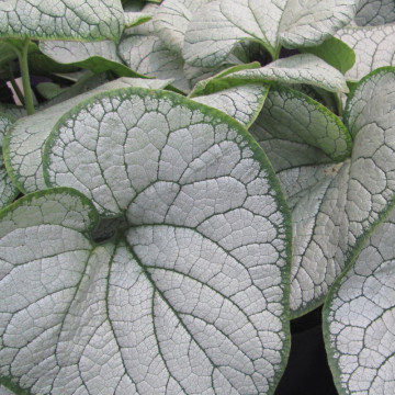 Brunnera macr. Silver heart, planta acoperitoare de sol - Img 2