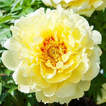 Bujor arbustiv (Paeonia suffruticosa yellow), arbust ornamental, planta parfumata, flori galbene