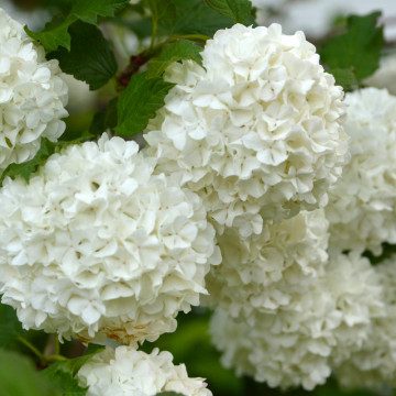 Bulgaras de zapada (Viburnum opulus Roseum) 30-50 cm - Img 3