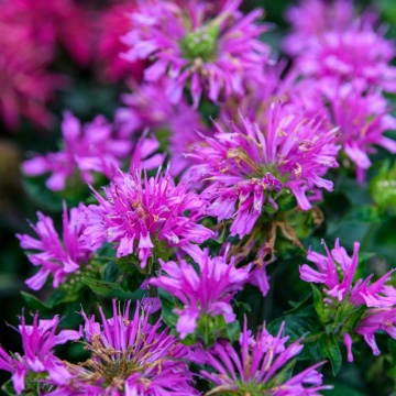 Busuioc Turcesc (Monarda Didyma Balmy Lilac) ghiveci 2 l, planta perena, planta aromatica, planta medicinala