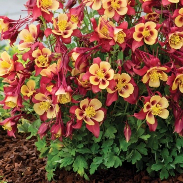 Caldaruse (Aquilegia caerulea Earlybird Red Yellow), planta perena, flori galben, rosu