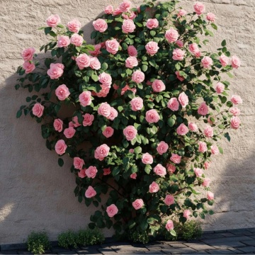 Camelie (Camelia Bonomiana) - Img 2