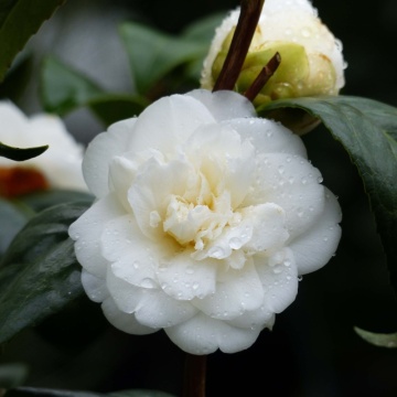 Camelie (Camellia Nobilissima)